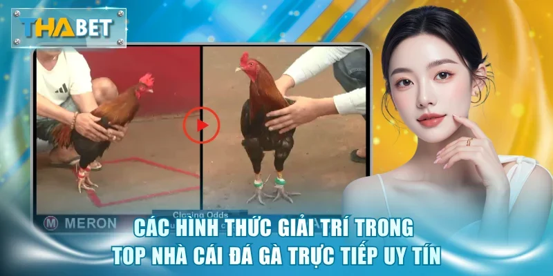 Các hình thức giải trí trong top nhà cái đá gà trực tiếp uy tín