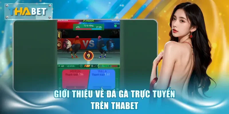 Giới thiệu về đá gà trực tuyến trên Thabet